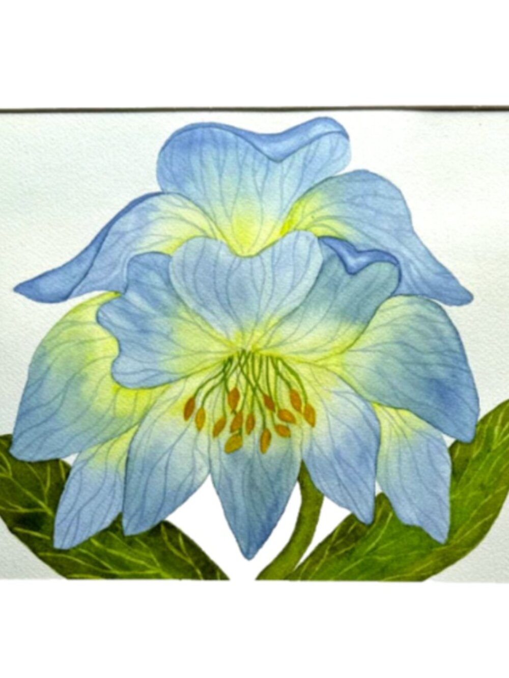 Painting Watercolor Flower Hellebore Blue Yellow Green 11x14 Mat 16x20 Original